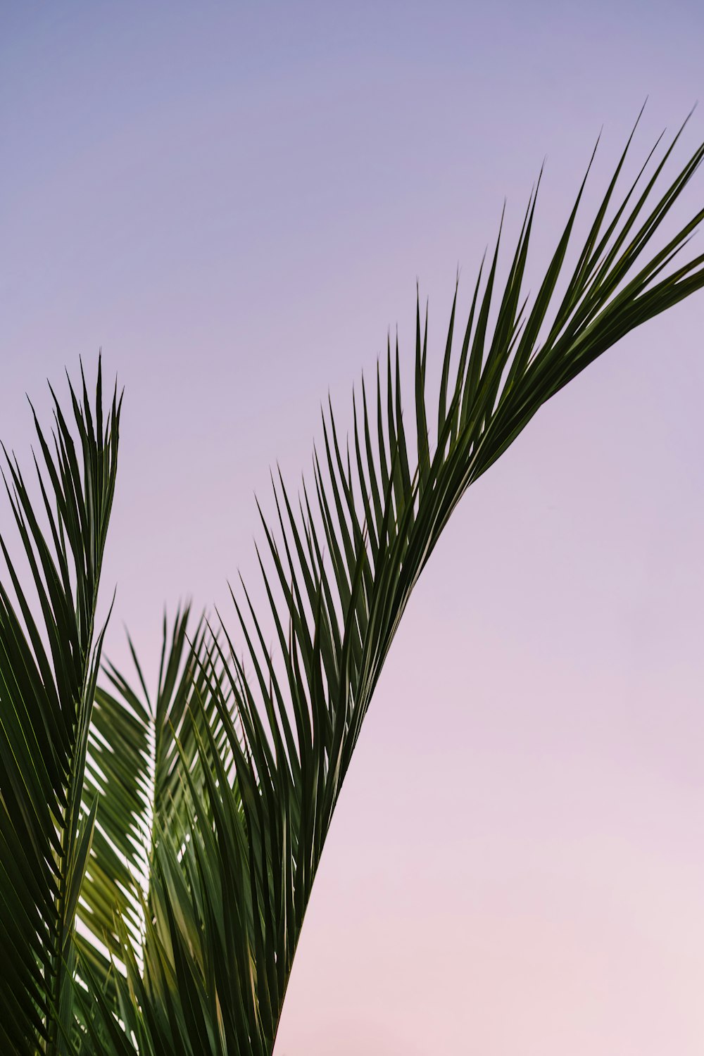 a palm tree with a purple sky in the background