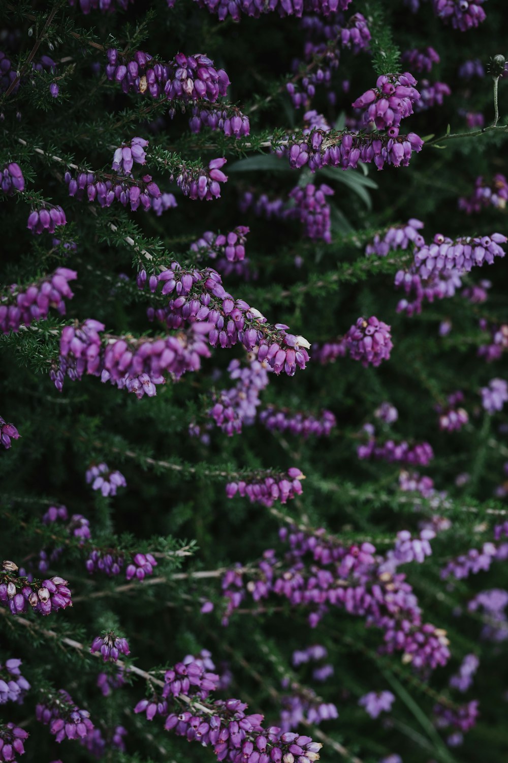 a bunch of small purple flowers in a field