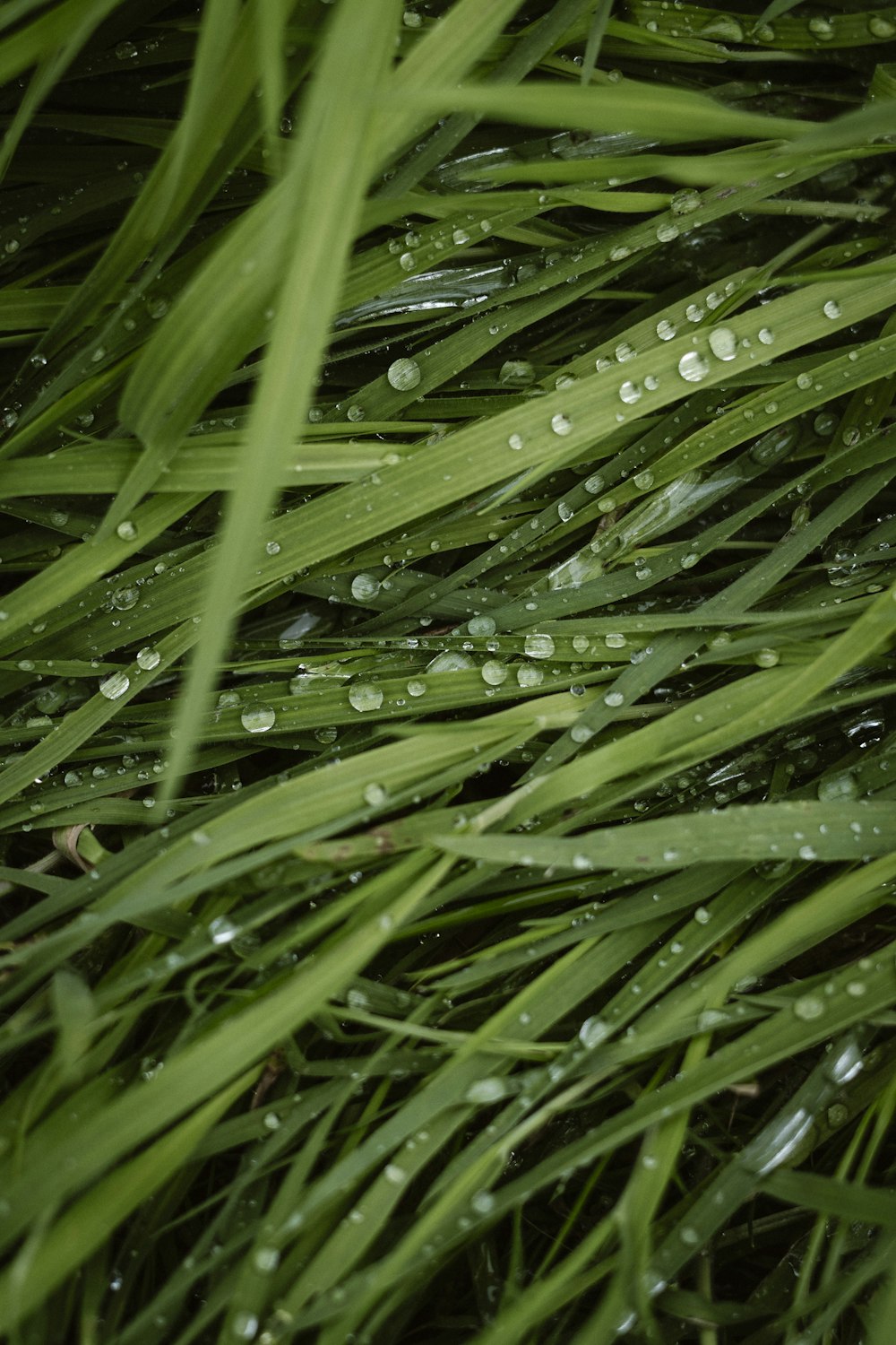 a close up of grass with water drops