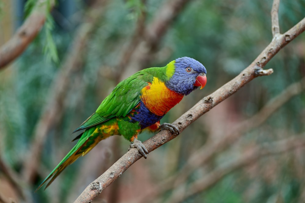 a colorful bird sitting on top of a tree branch