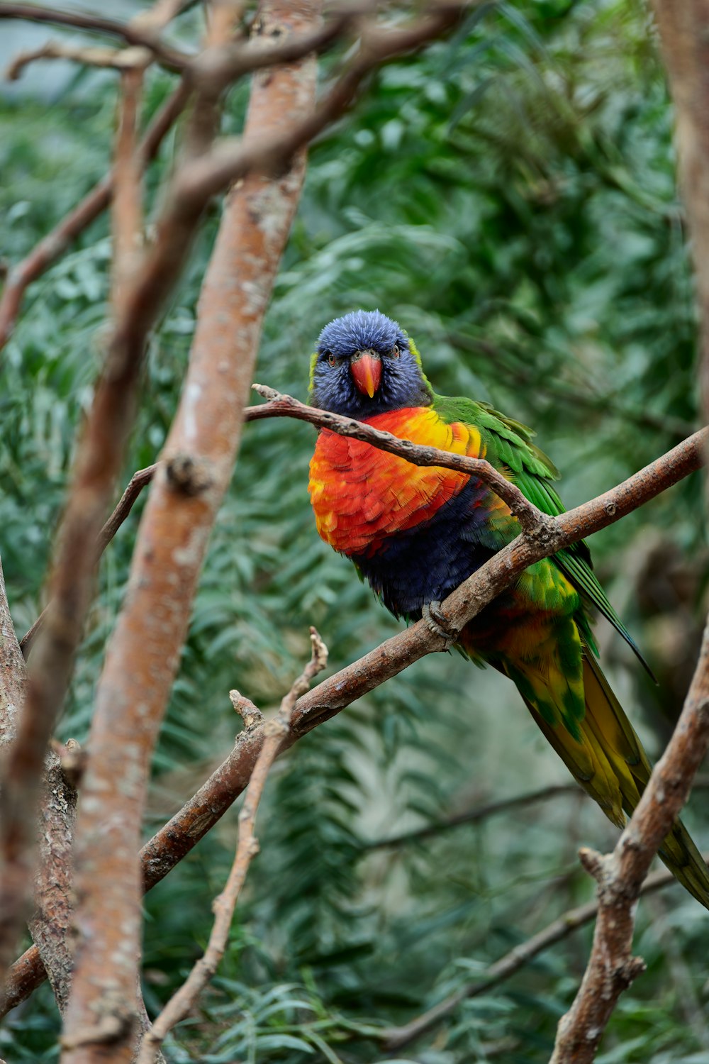 a colorful bird perched on top of a tree branch