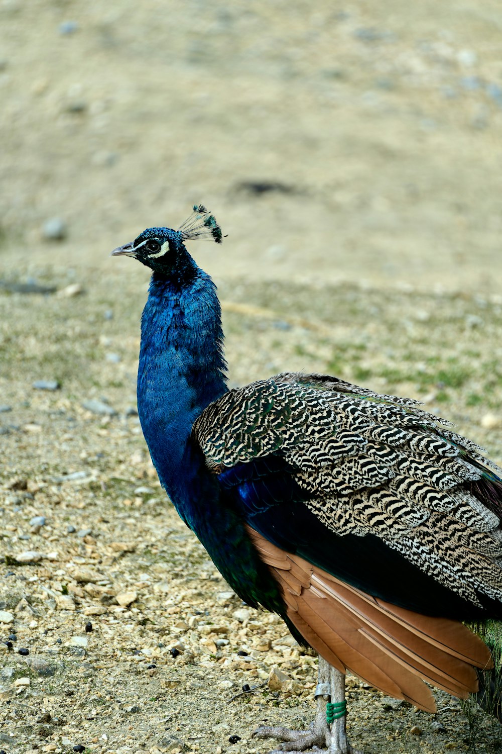 a peacock standing on top of a dirt field