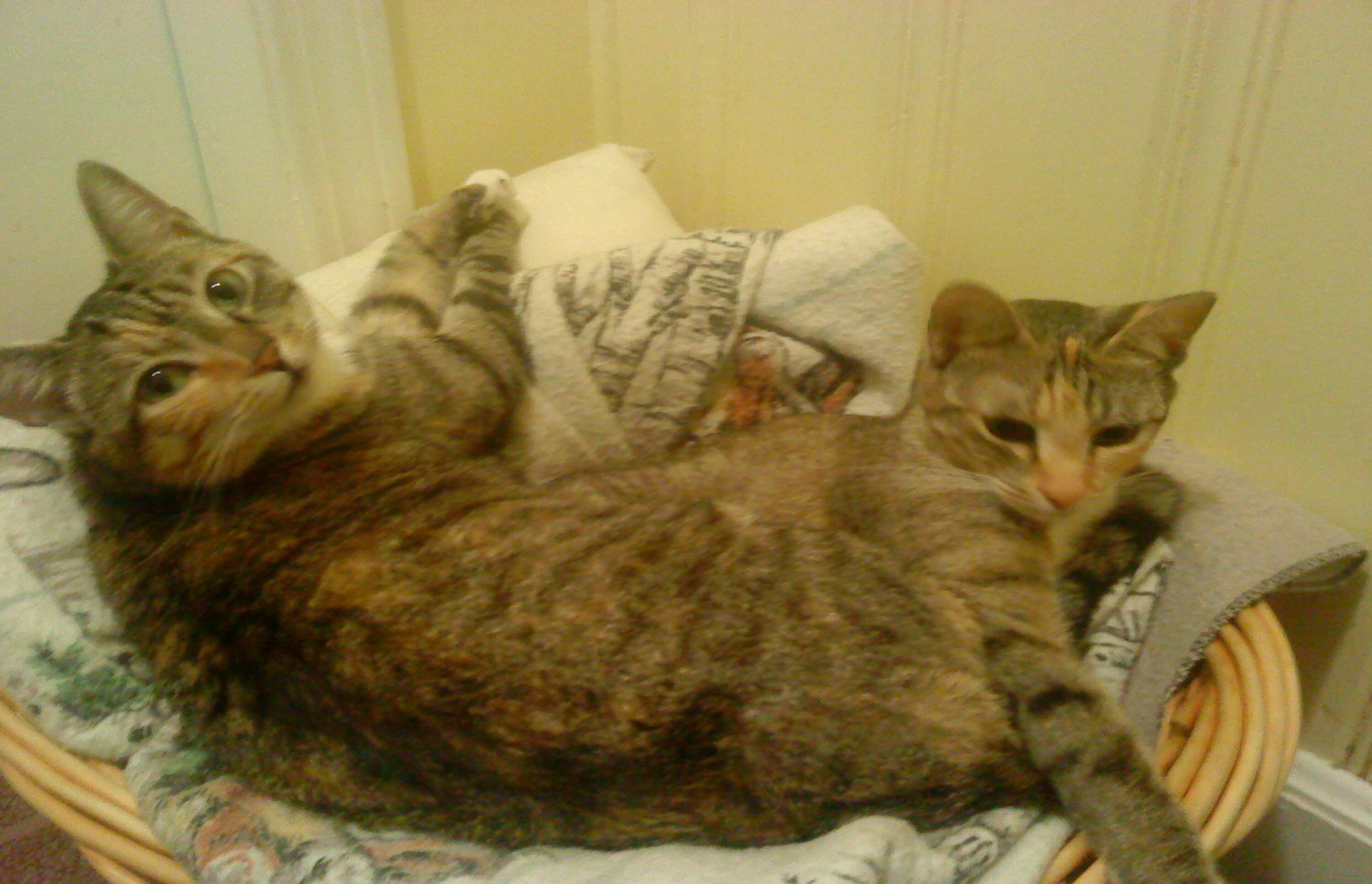 una coppia di gatti sdraiati sopra un letto