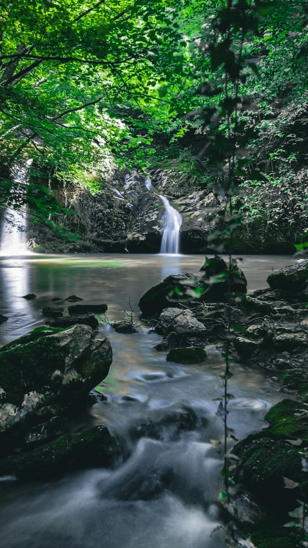 a stream running through a lush green forest