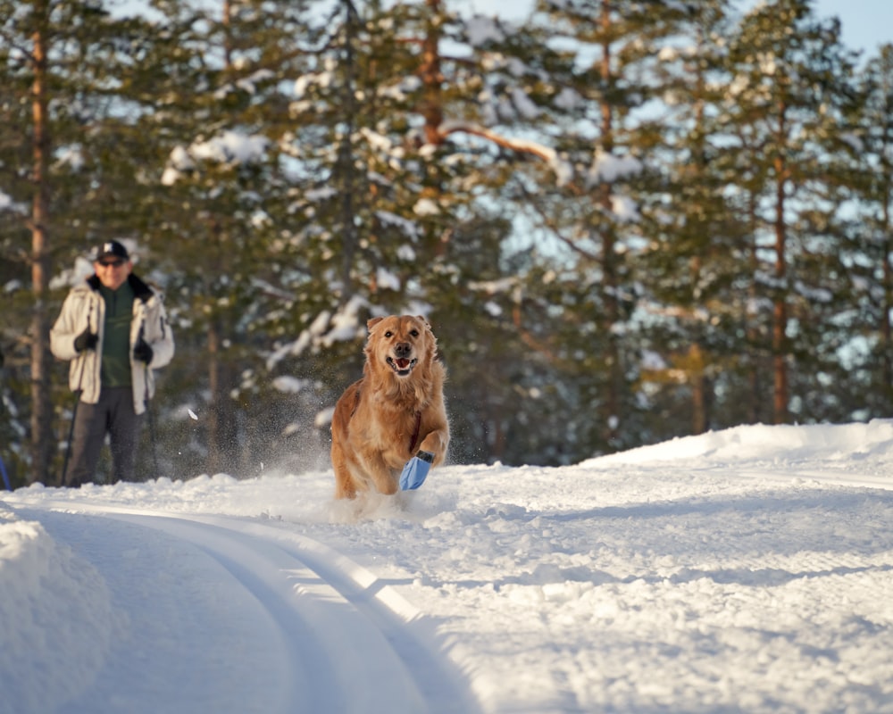a dog running through the snow with a person in the background