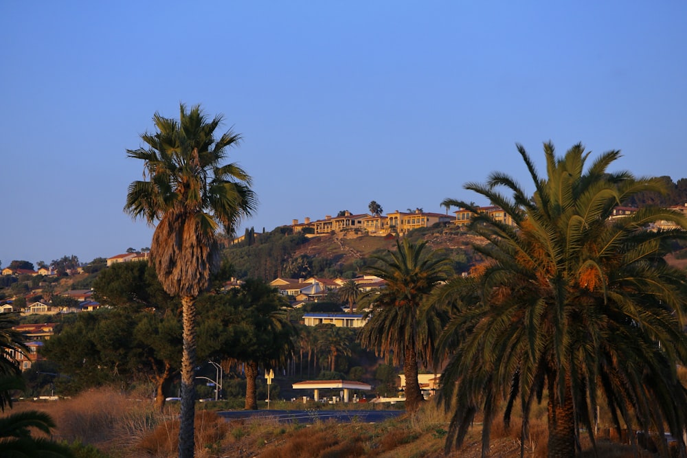 palm trees and a hill in the background