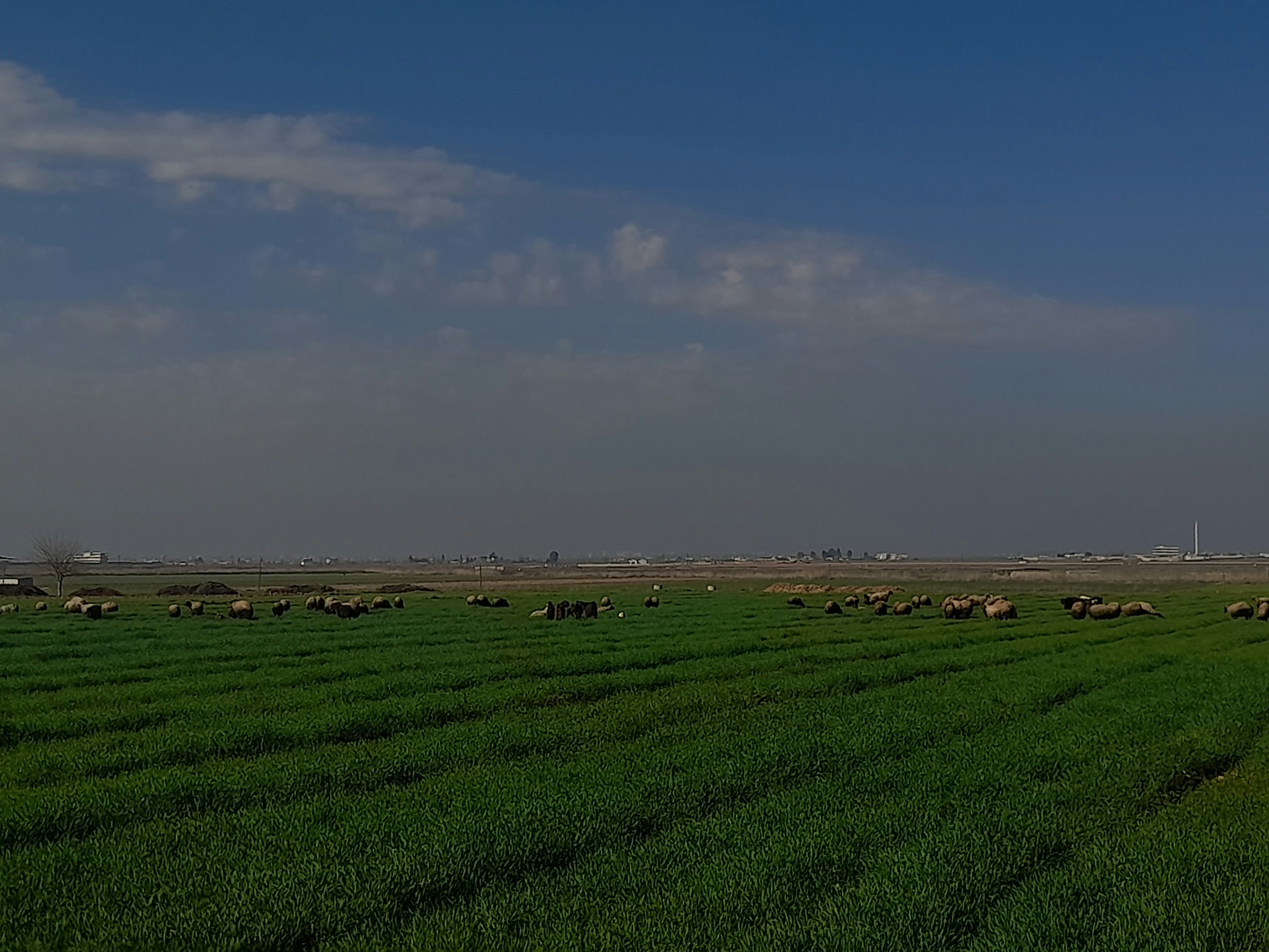 a herd of sheep grazing on a lush green field