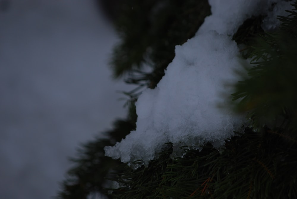 a close up of snow on a pine tree