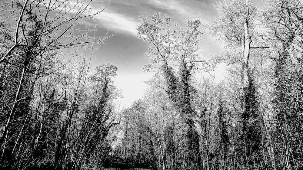 une photo en noir et blanc d’une forêt