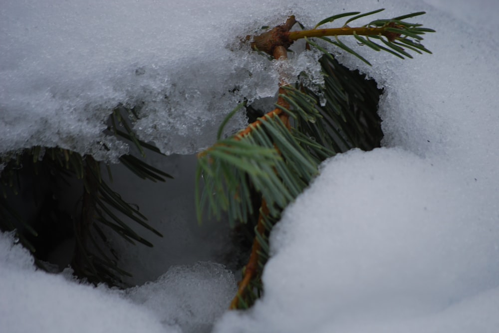 a pine tree branch sticking out of the snow