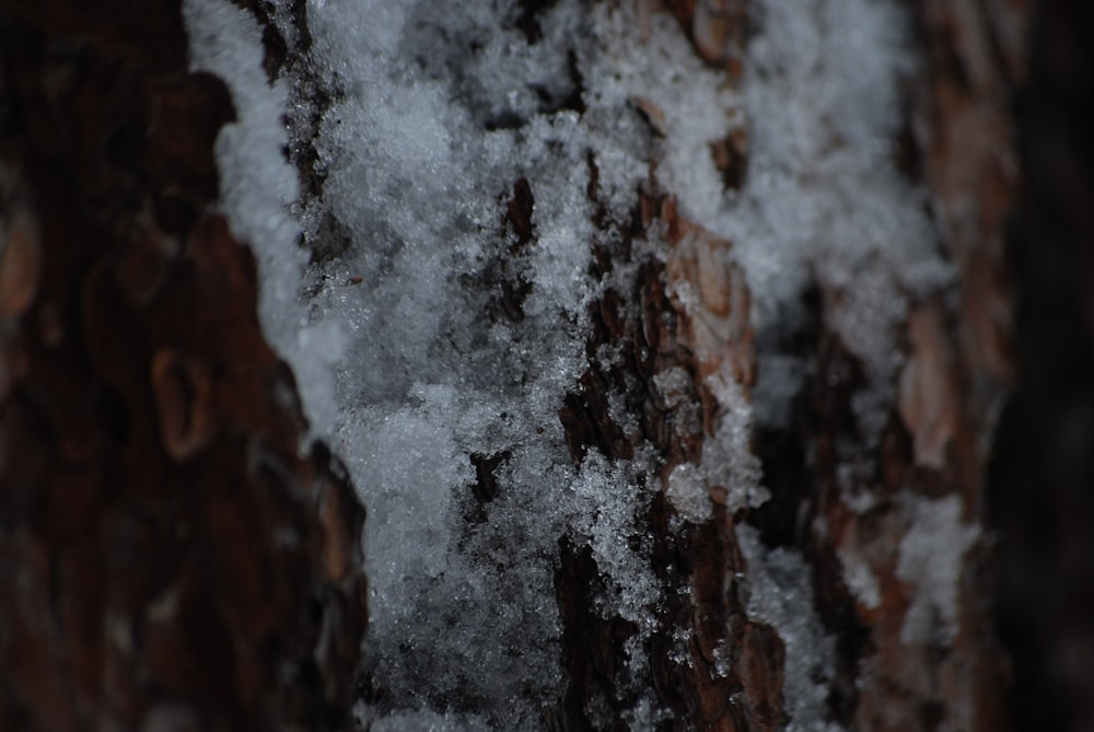 a close up of a tree with snow on it