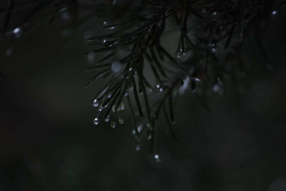 a pine tree with drops of water on it
