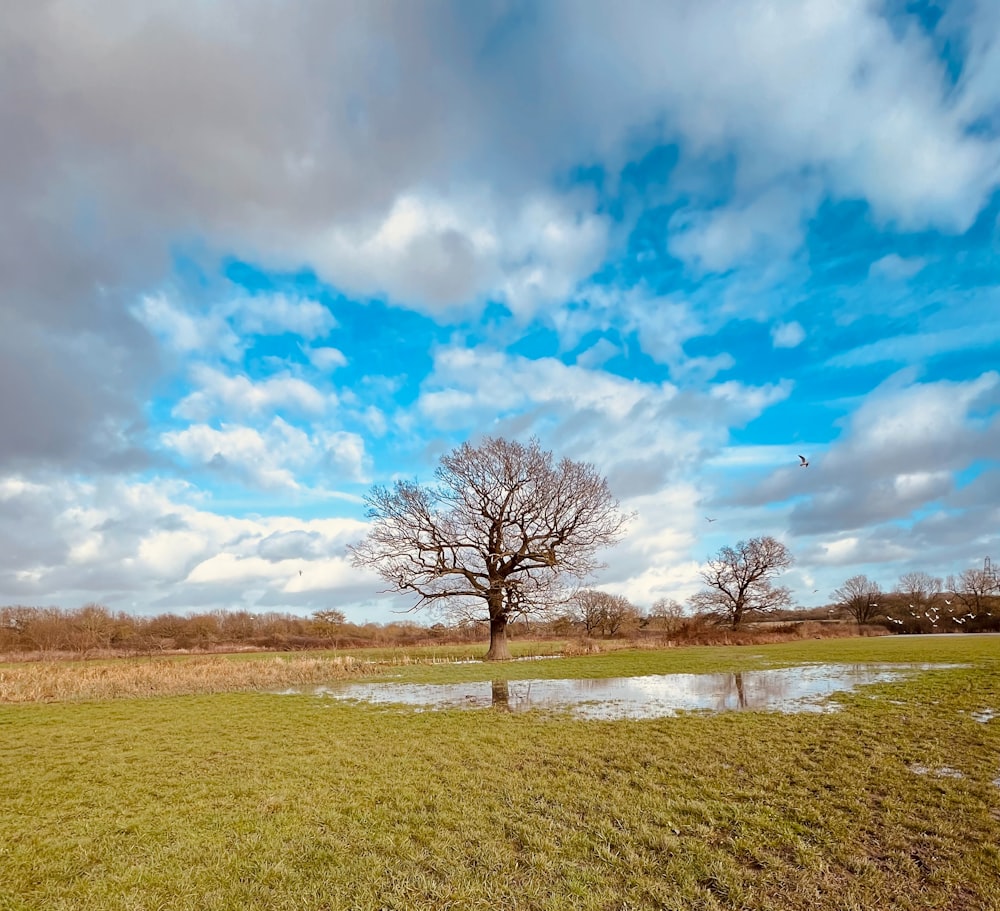 a tree in a field with a blue sky in the background