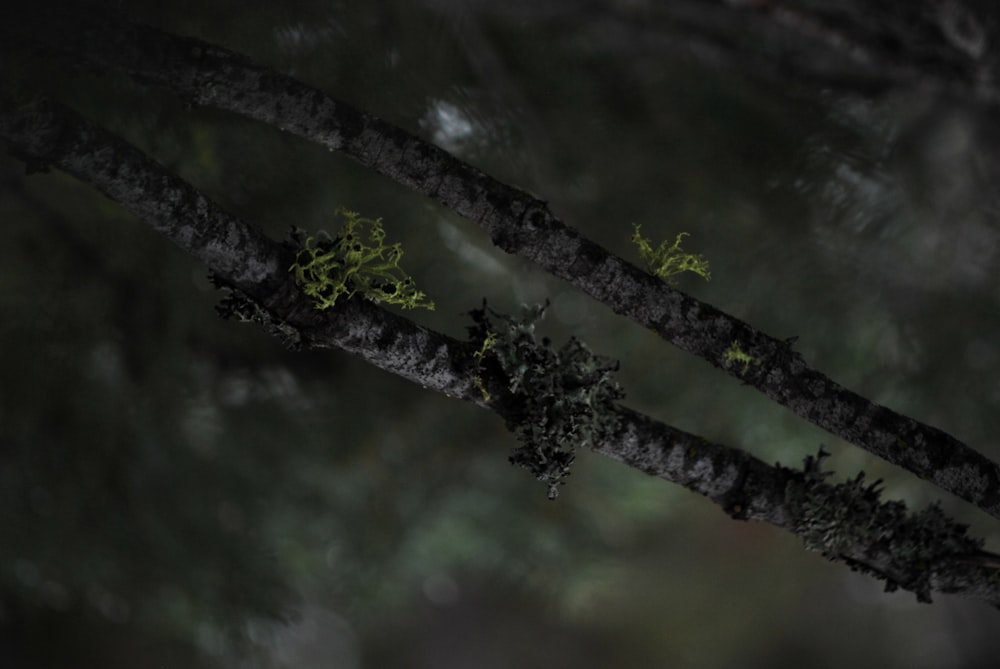 a close up of a tree branch with moss growing on it