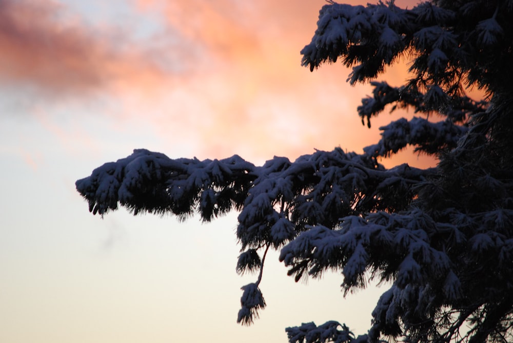 a snow covered tree with a pink sky in the background
