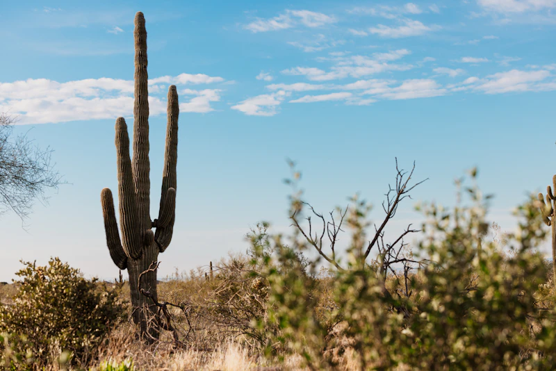 Saguaro in the granite hills