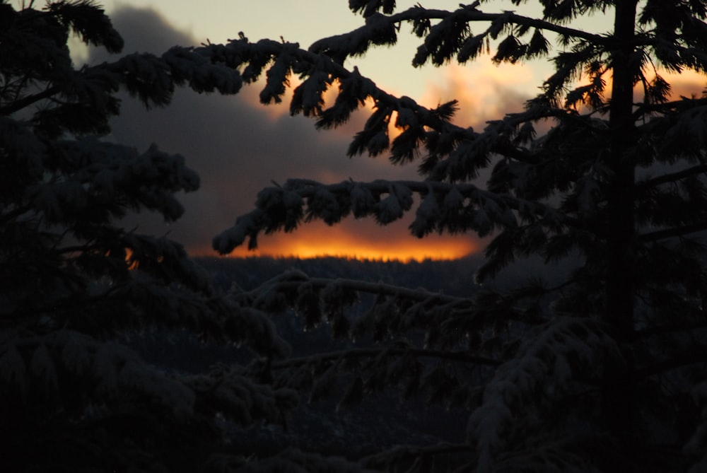 the sun is setting in the distance through the trees