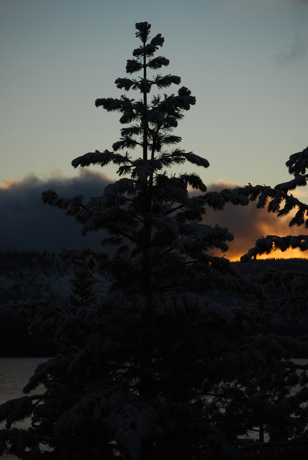 a pine tree is silhouetted against the setting sun