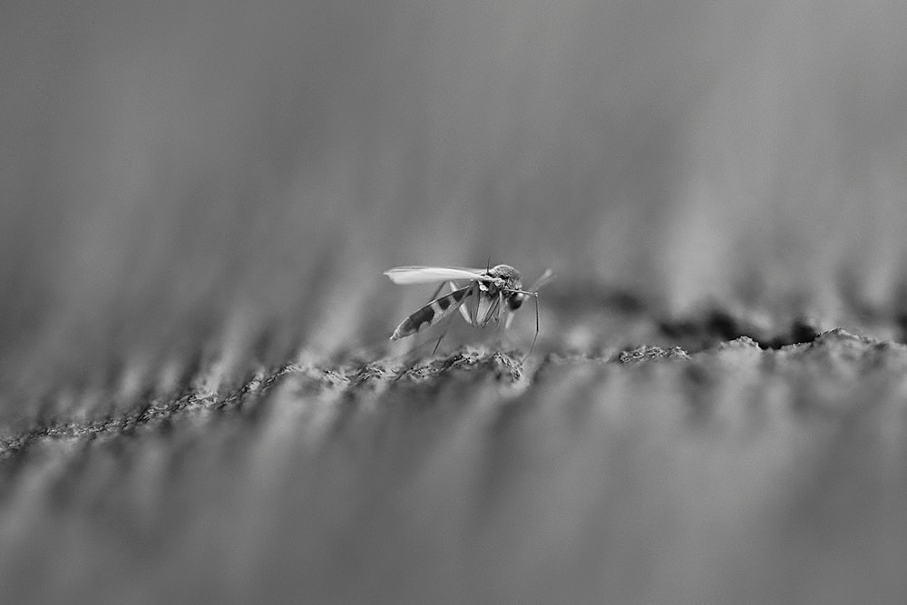 Una foto en blanco y negro de una mosca