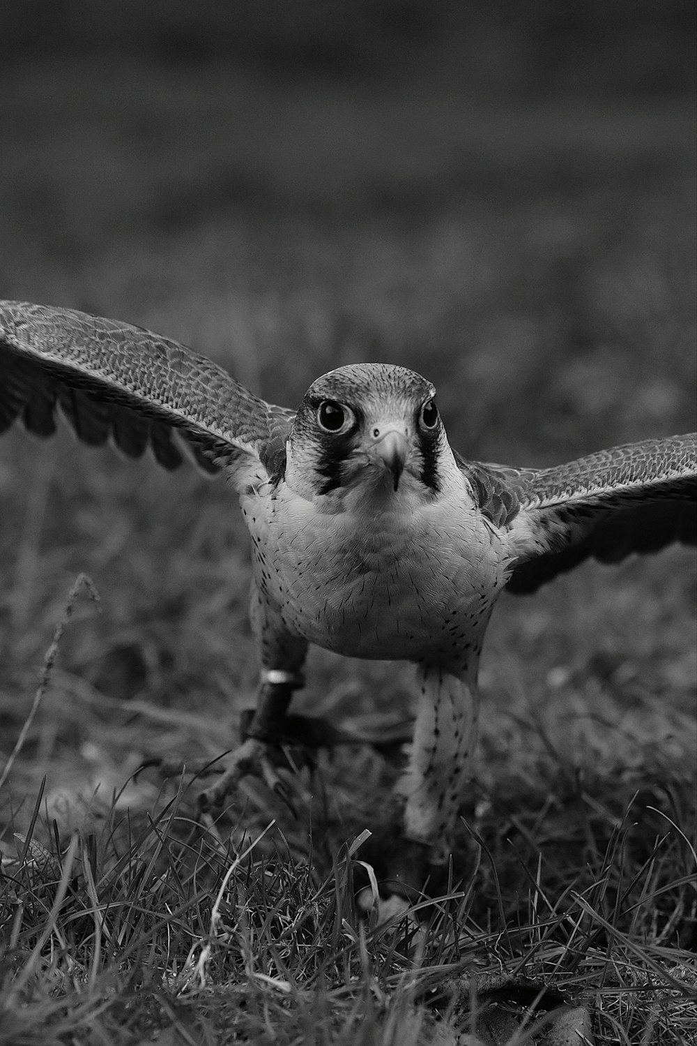 a black and white photo of a hawk in flight