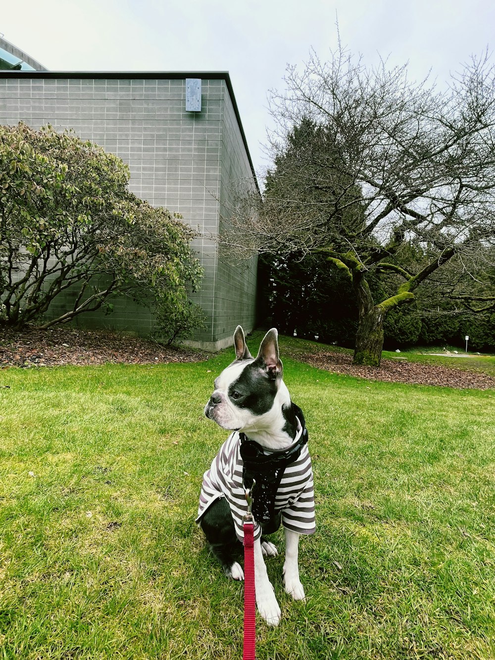 a black and white dog wearing a zebra print shirt