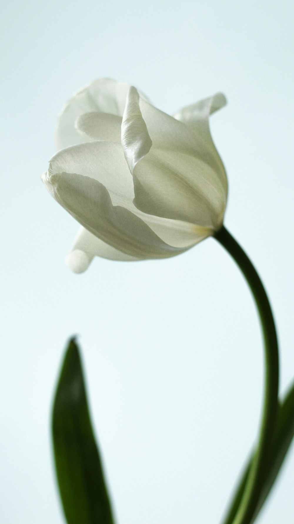 a close up of a white flower with a sky background