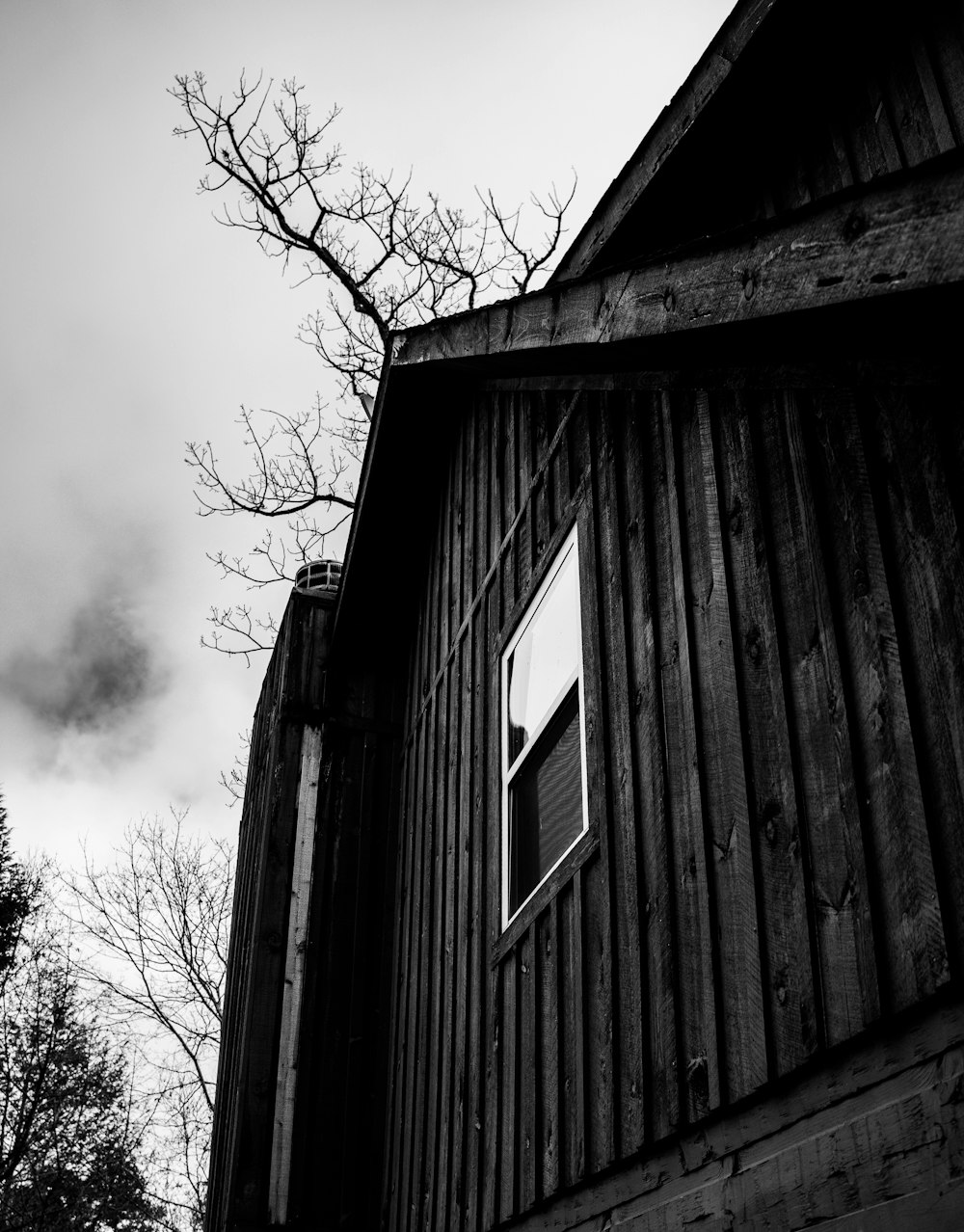 a black and white photo of a tree and a building