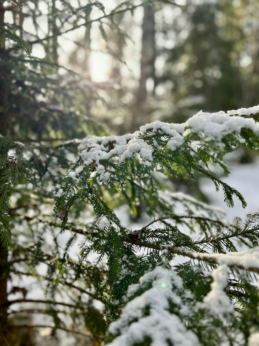 a close up of a pine tree with snow on it