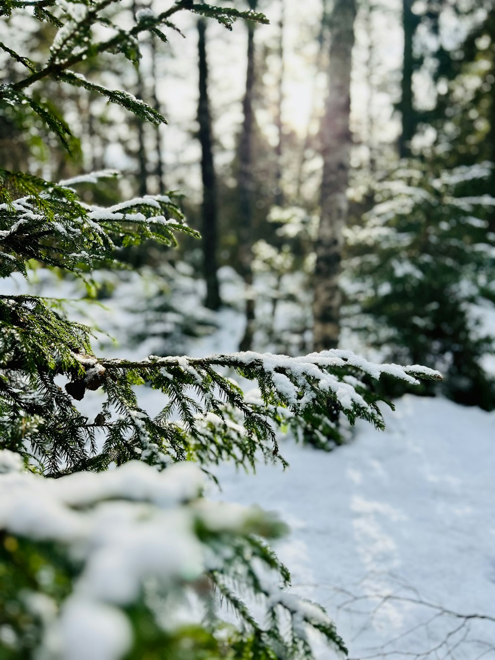 a pine tree covered in snow in a forest