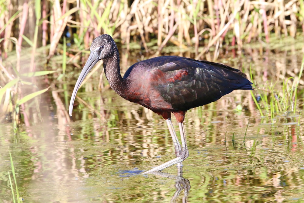 a bird with a long beak standing in the water