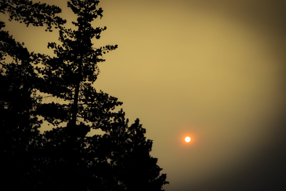 o sol está se pondo atrás de uma árvore no nevoeiro