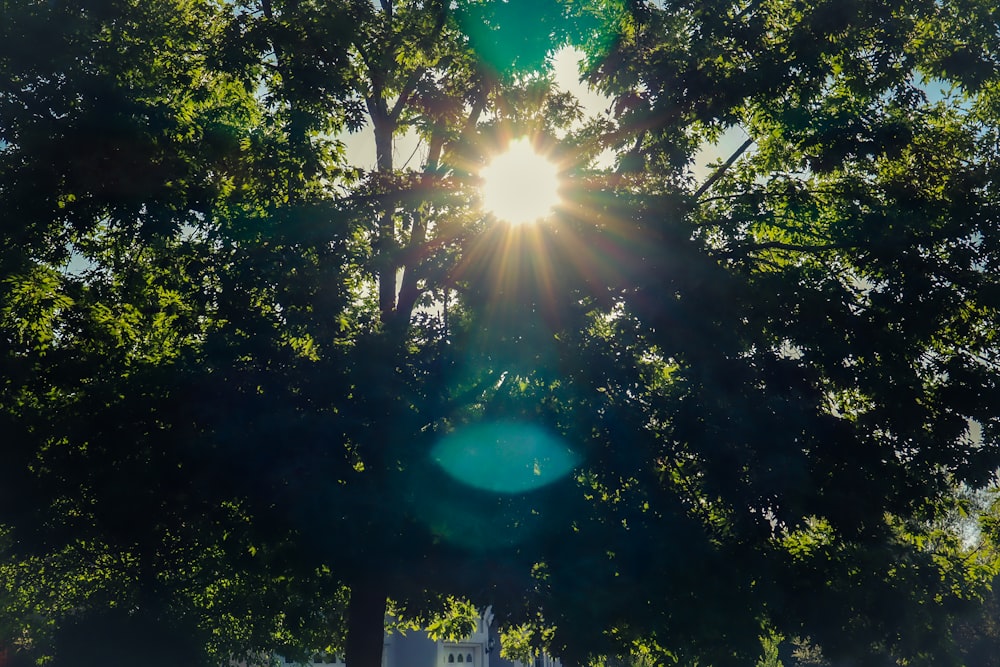 the sun shines through the leaves of a tree