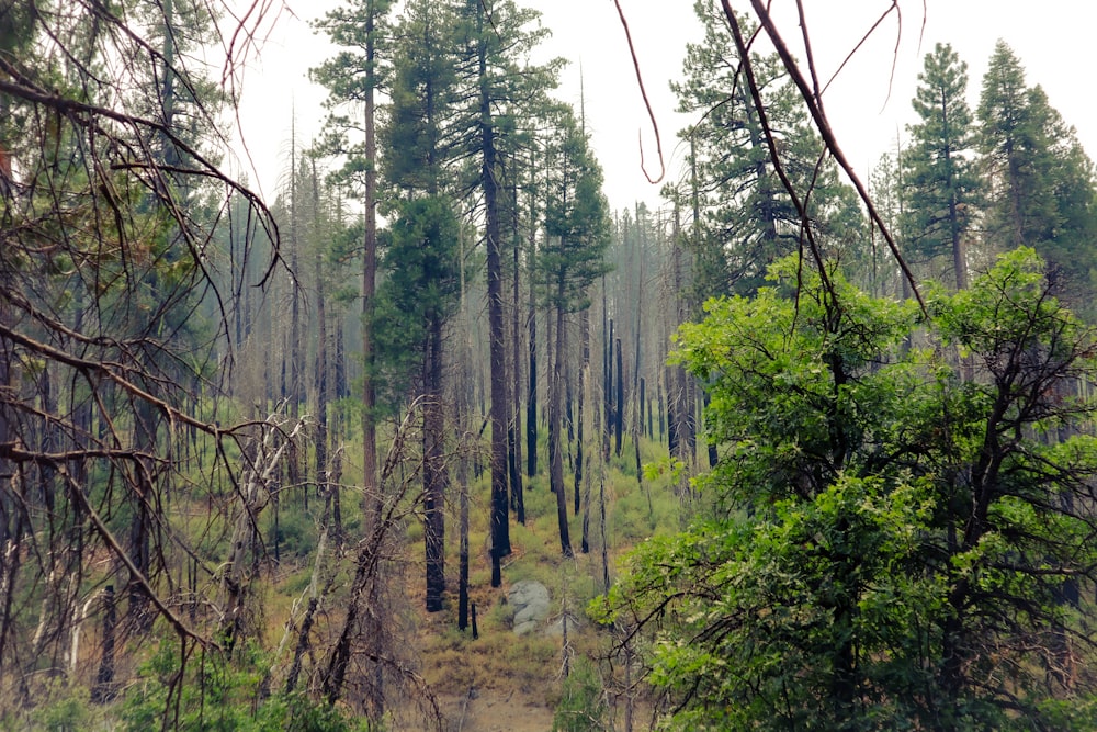 um caminho de terra através de uma floresta cheia de árvores