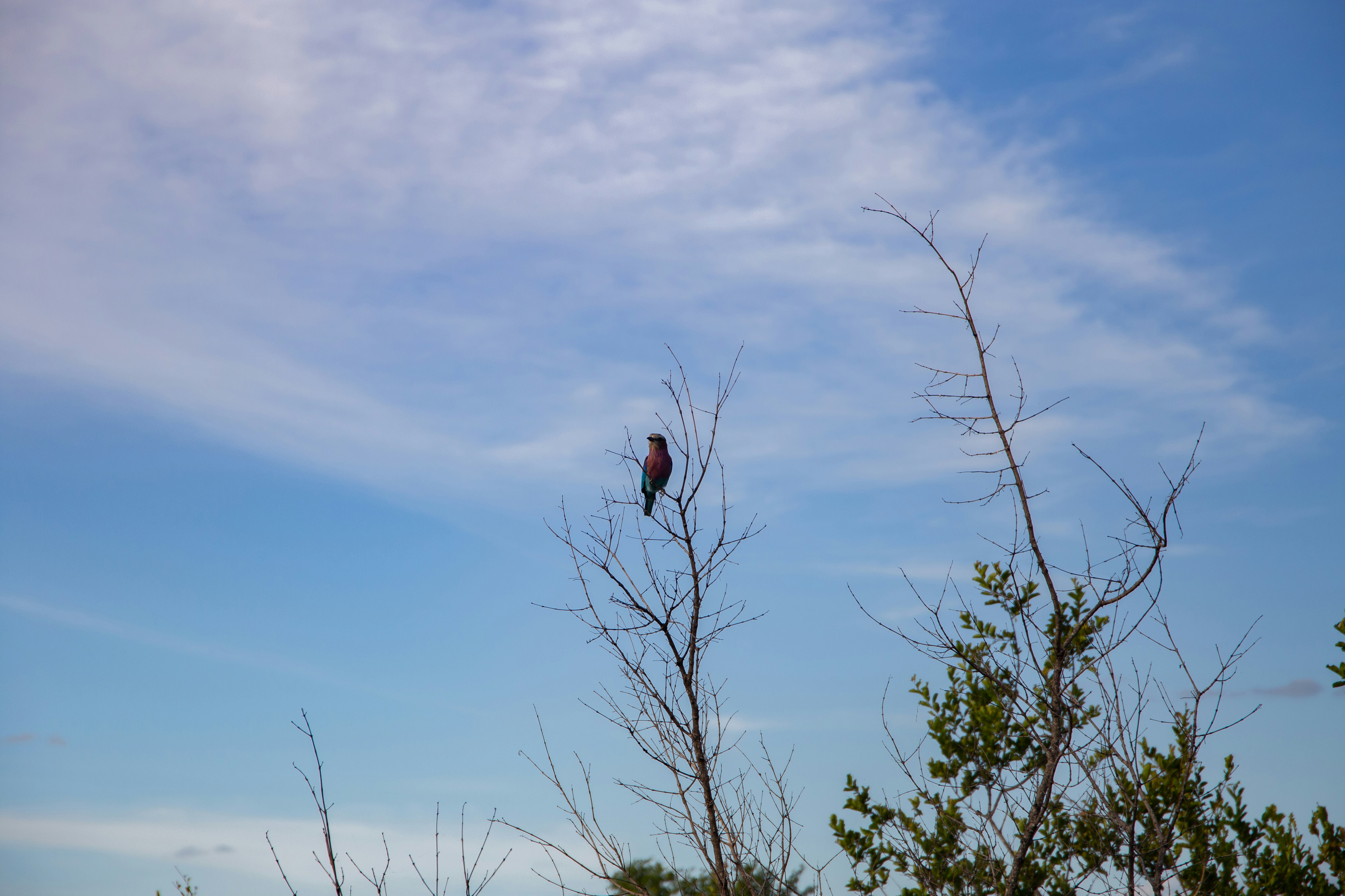 a bird sitting on top of a tree branch
