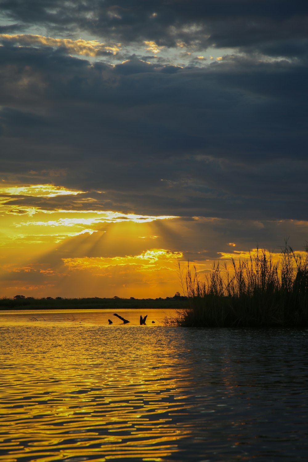 birds flying over a body of water at sunset