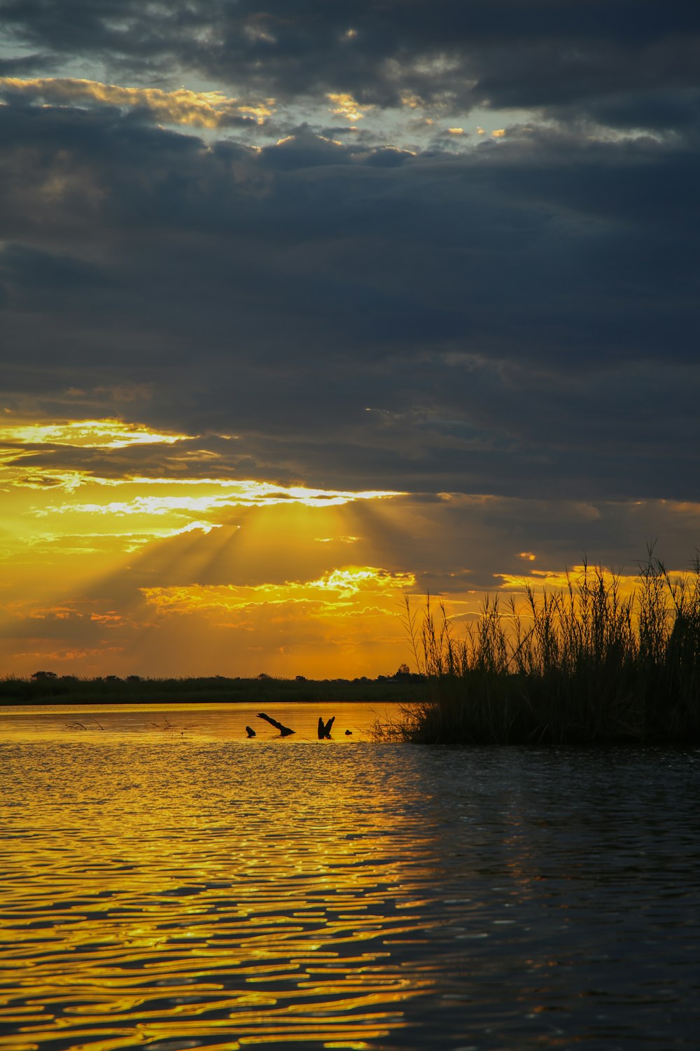 Vögel fliegen bei Sonnenuntergang über ein Gewässer