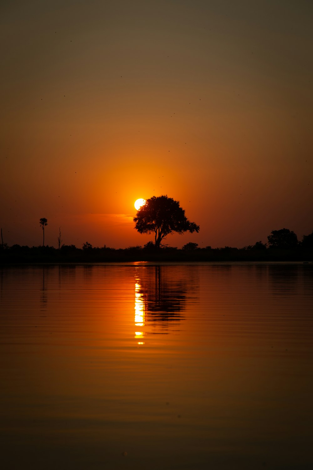 a tree is silhouetted against the setting sun