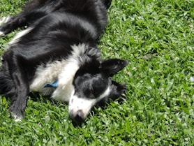 dog in the grass - dog-friendly vineyard