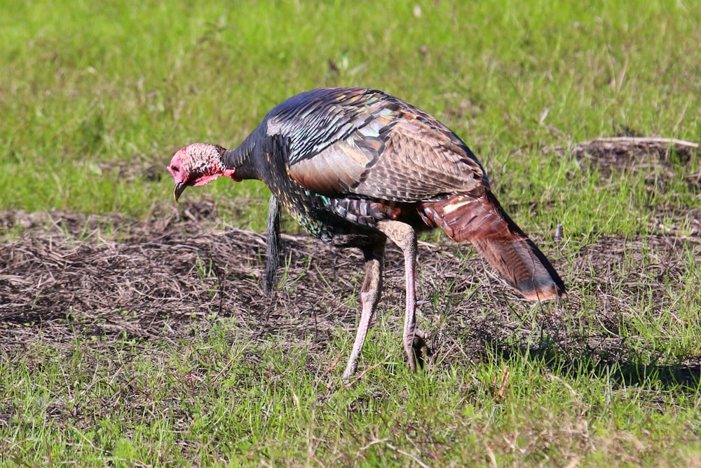 un grand oiseau debout au-dessus d’un champ couvert d’herbe