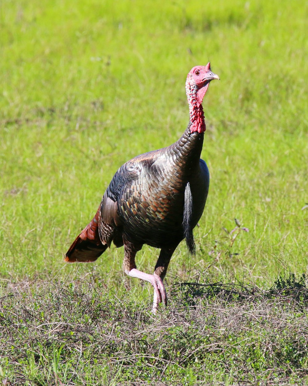 a wild turkey walking through a grassy field