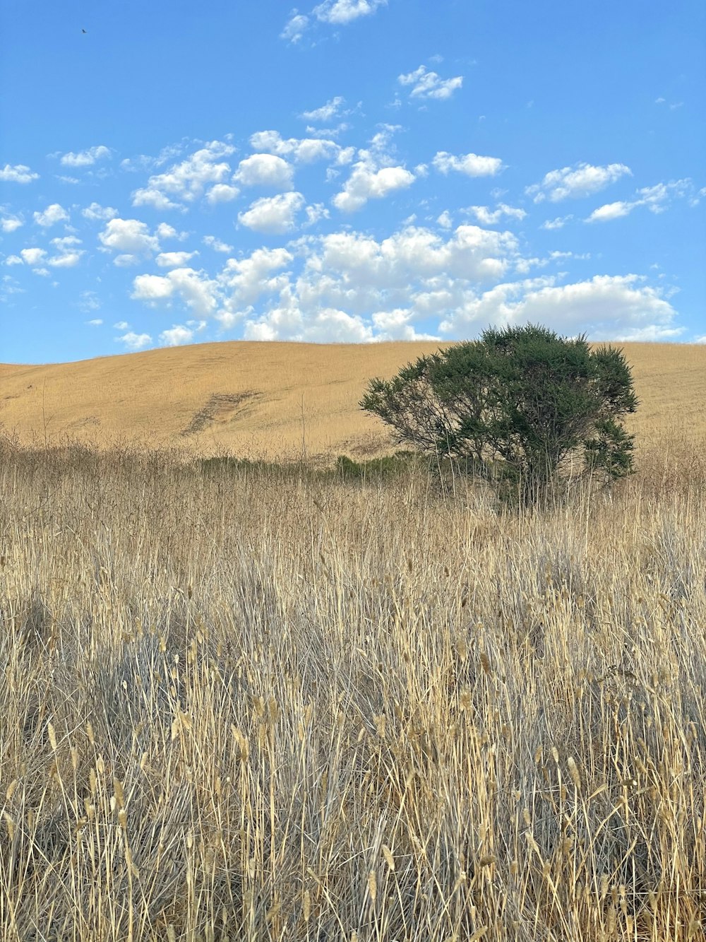 a lone tree in the middle of a field