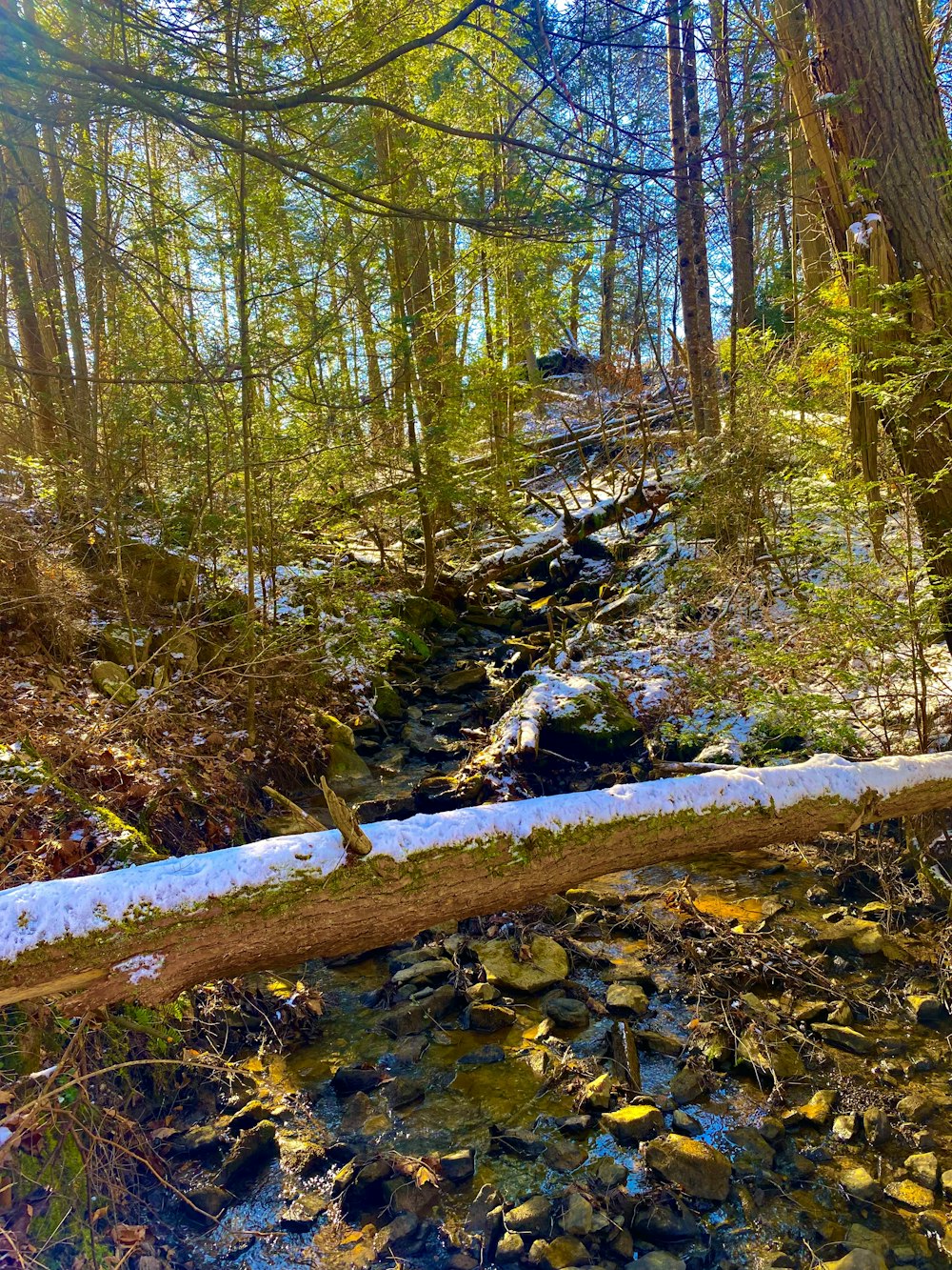 un ruisseau qui coule à travers une forêt remplie de nombreux arbres
