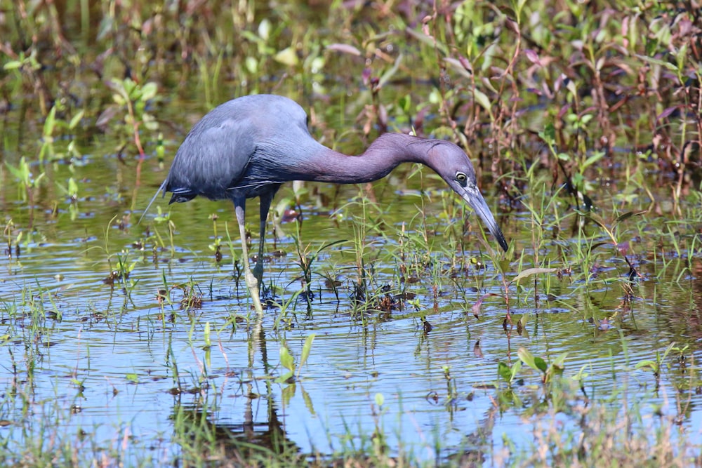 a bird with a long beak standing in a body of water
