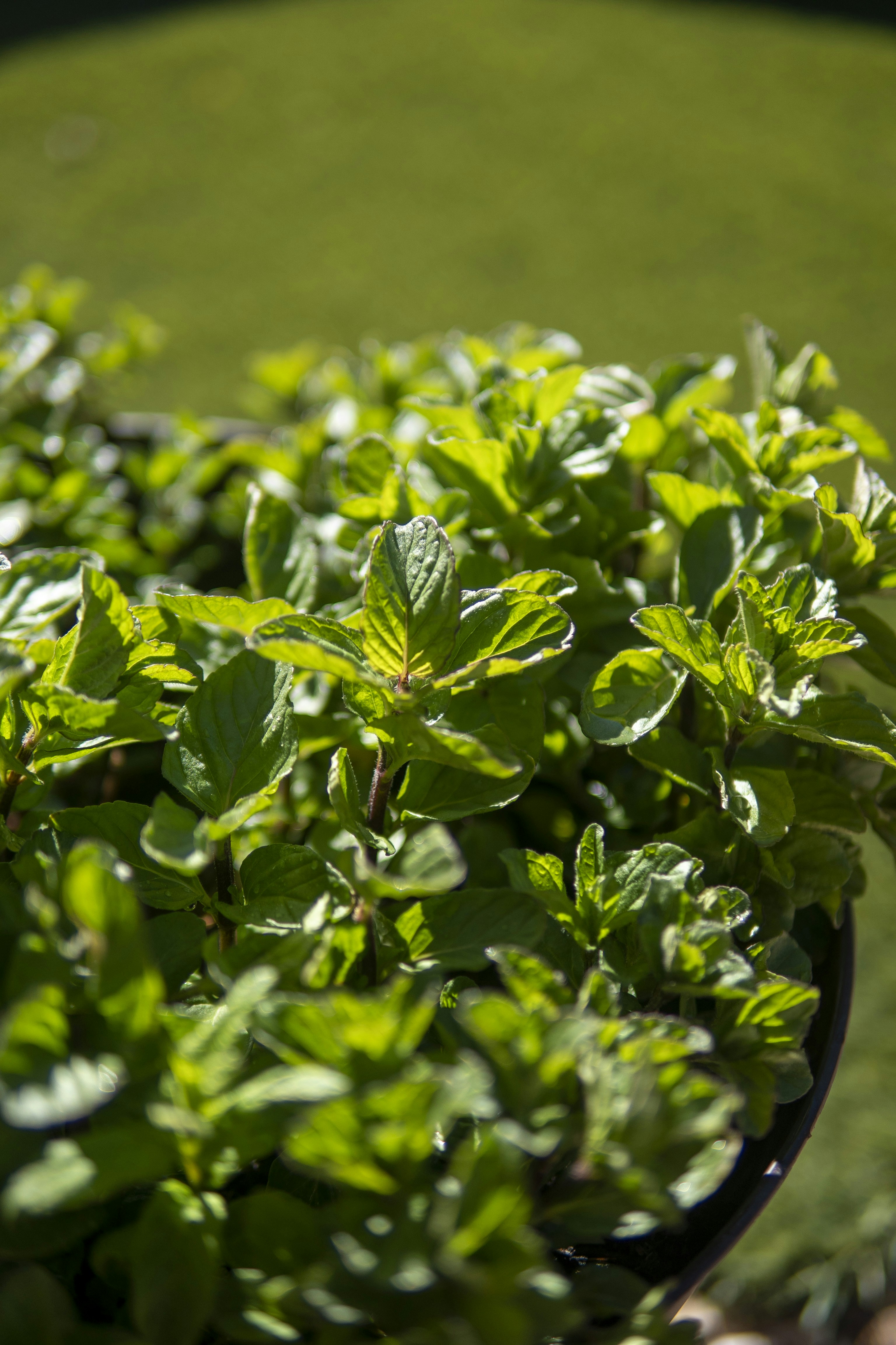 Photo by rakithaperera