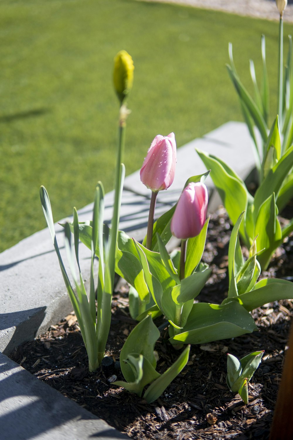 some pink tulips are growing in a flower bed