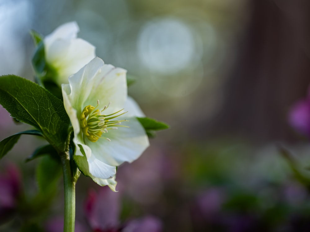 a close up of a white flower with green leaves