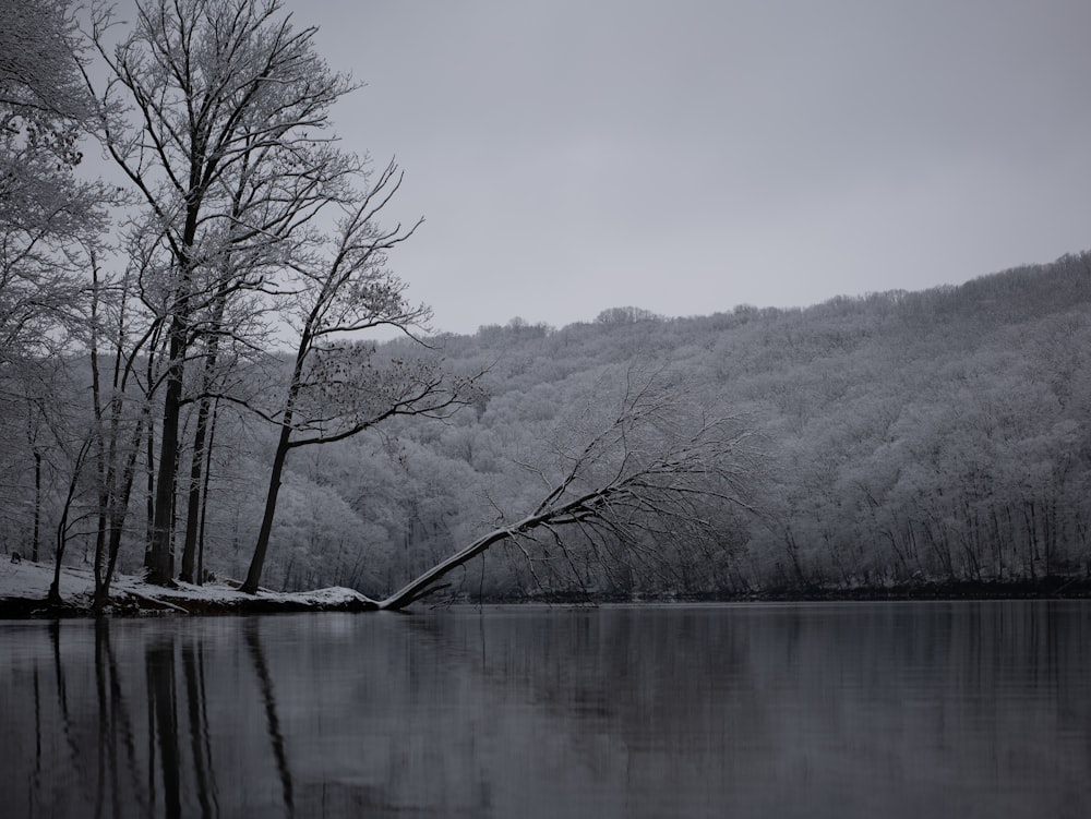 uno specchio d'acqua con alberi sullo sfondo