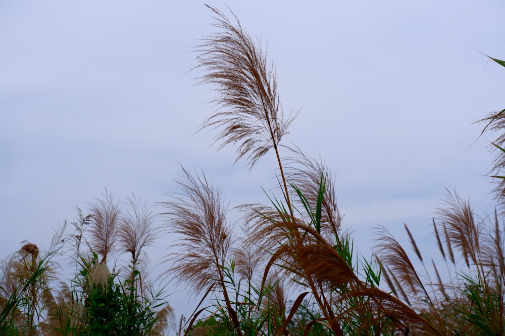 hohes Gras, das an einem bewölkten Tag im Wind weht