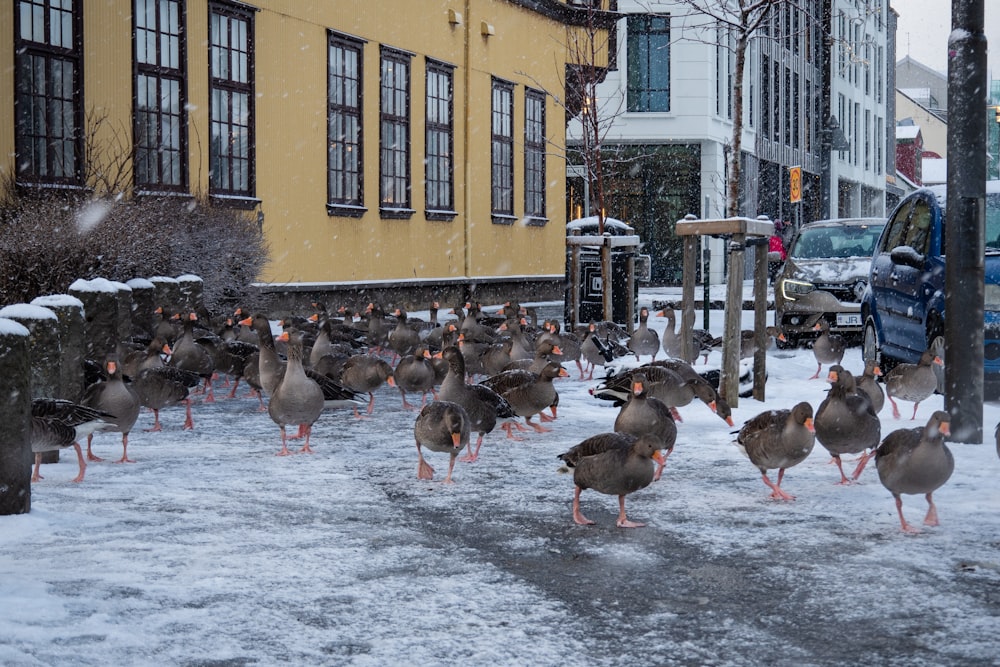 a flock of ducks walking across a snow covered street