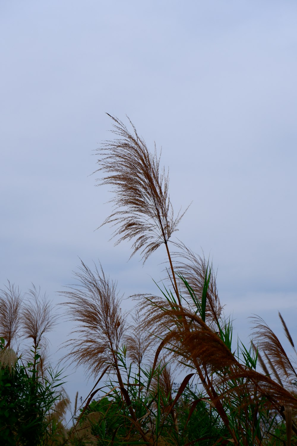 a tall grass plant with a sky in the background